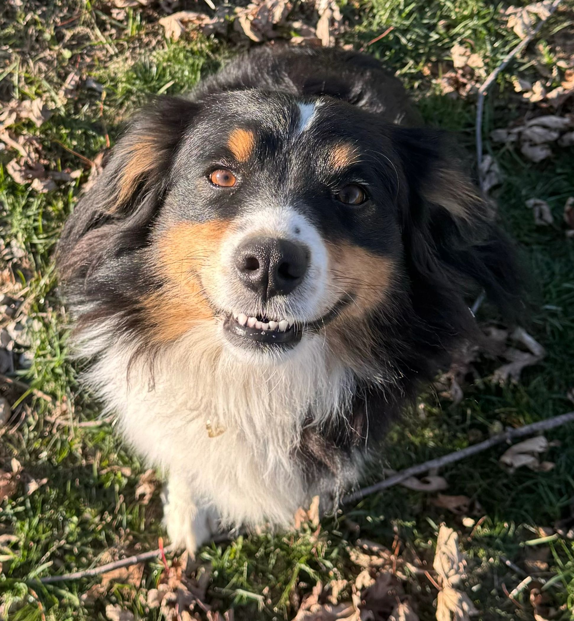 Close-up of a happy, fluffy dog outdoors on grass with fallen leaves.