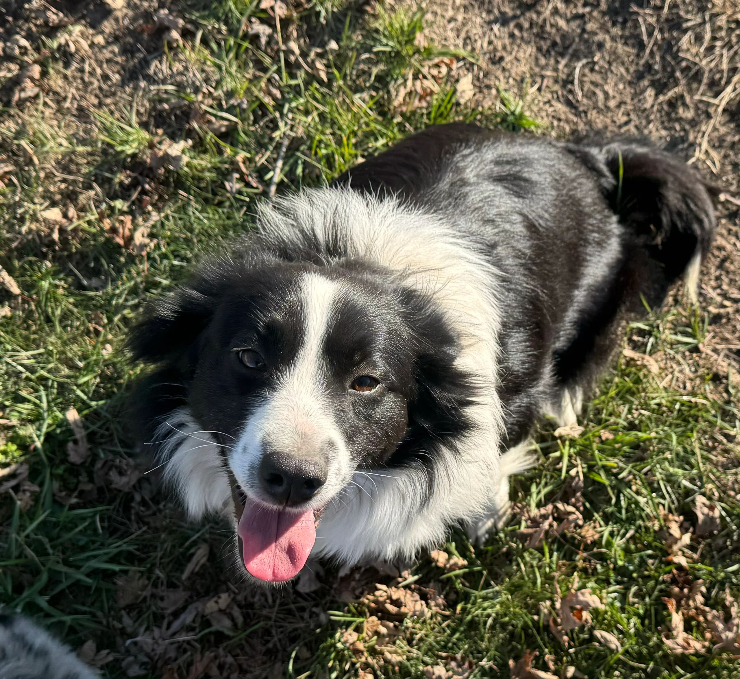 Happy black and white dog sitting on grass with tongue out.