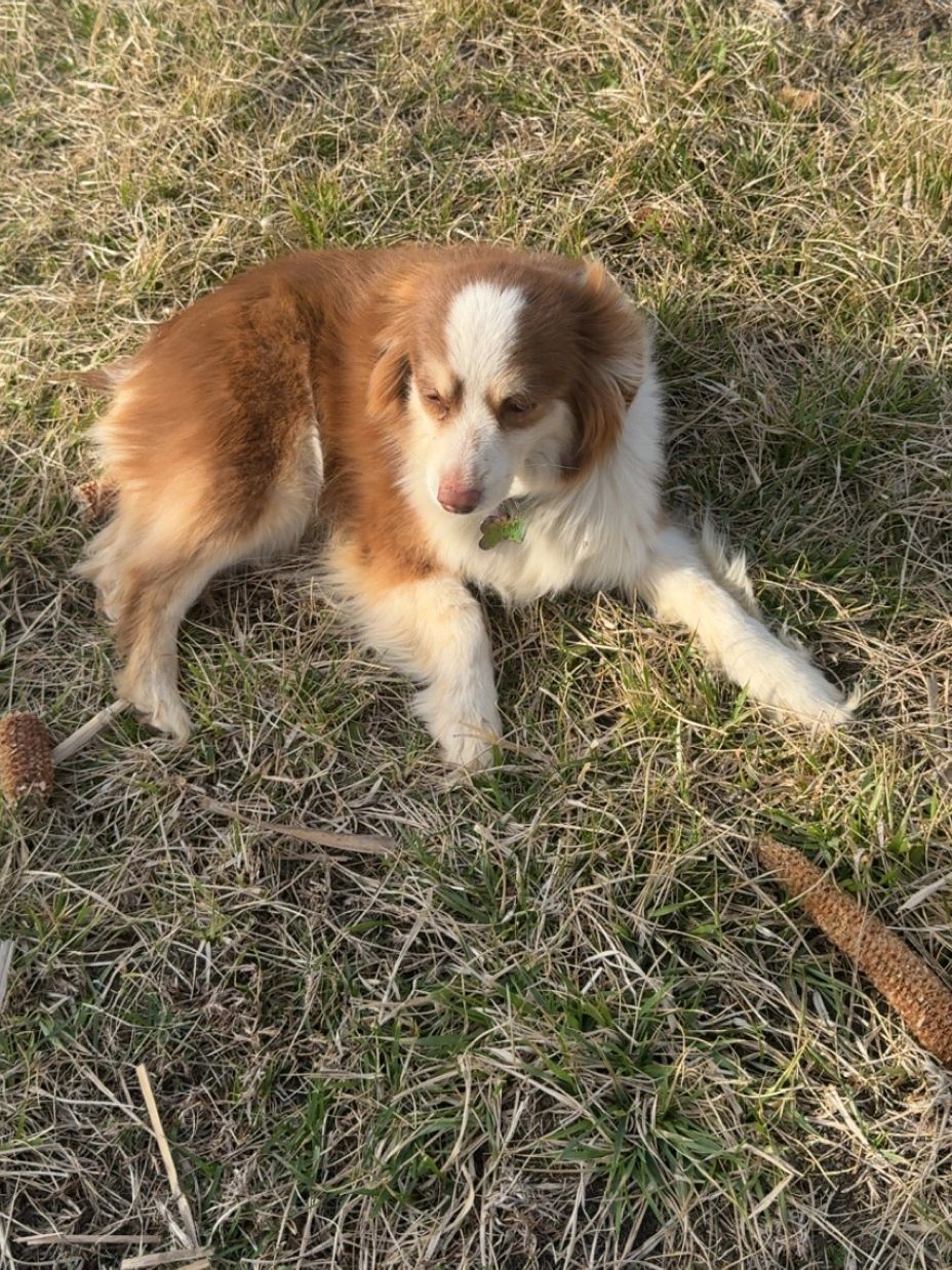 Brown and white dog lying on dry grass in the sunlight.