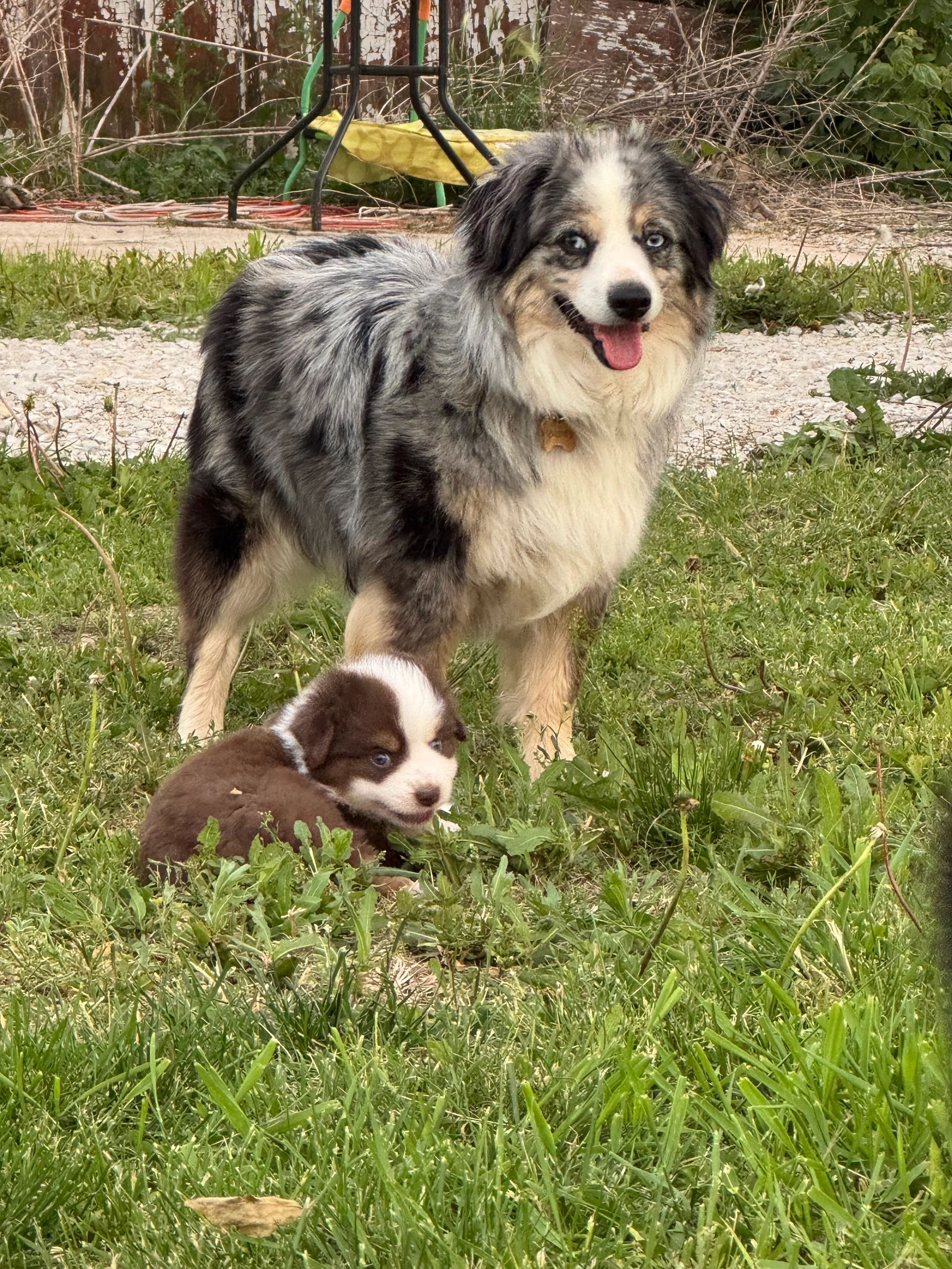 Two Australian Shepherd dogs, one adult and one puppy, outdoors on grass.