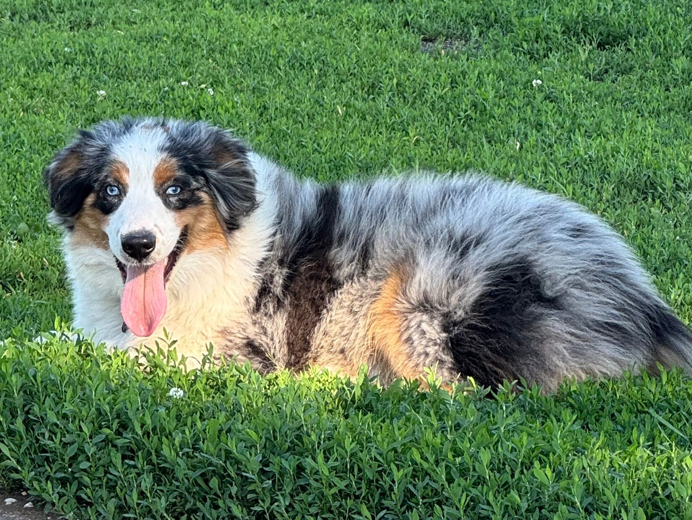 Australian Shepherd dog lying on grass with tongue out.