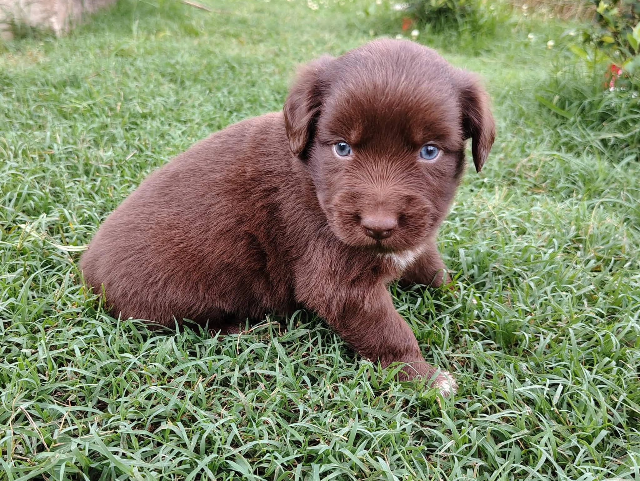 Chocolate brown puppy with striking blue eyes sitting on grass.