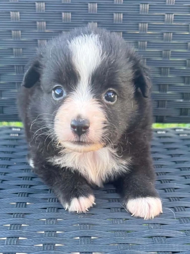 Trixie
Black Bi Female
$1400
Ready Oct 1st 2026