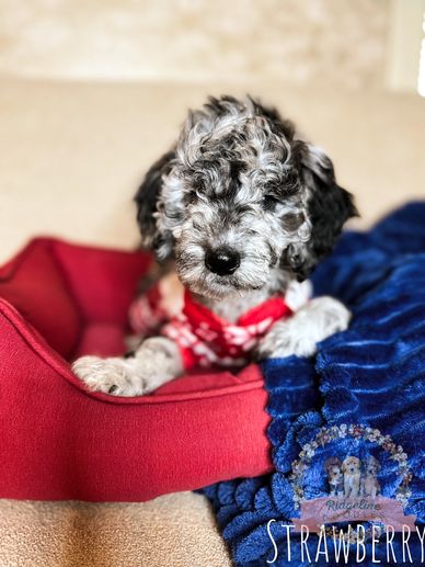 Merle Aussiedoodle Puppy