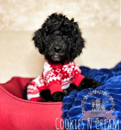 Black and White Aussiedoodle Puppy
