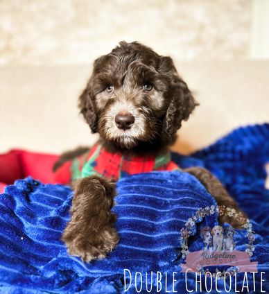 Brown Aussiedoodle Puppy