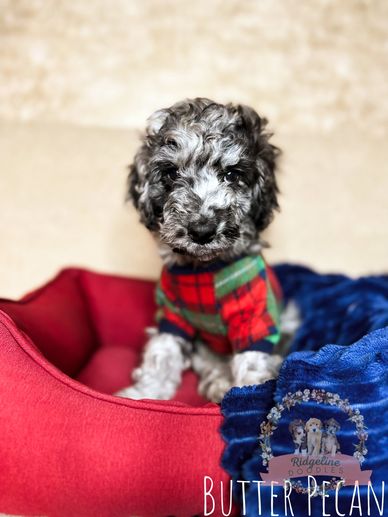 Blue Merle Aussiedoodle Puppy