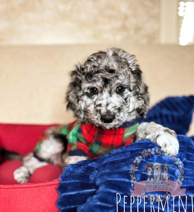 Blue Merle Aussiedoodle Puppy