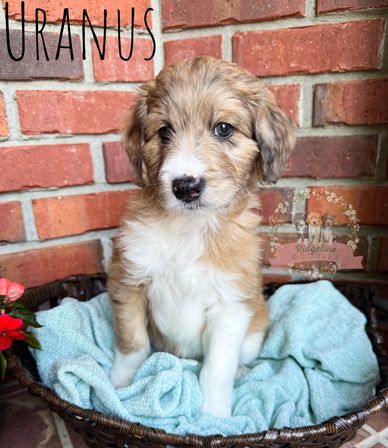 sable merle male aussiedoodle puppy with straight hair