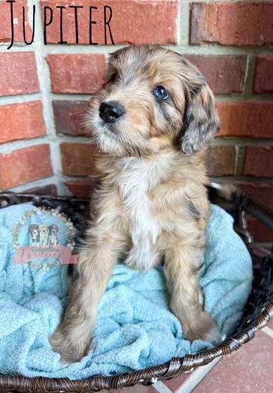 sable merle female aussiedoodle puppy with wavy hair in front of brick wall