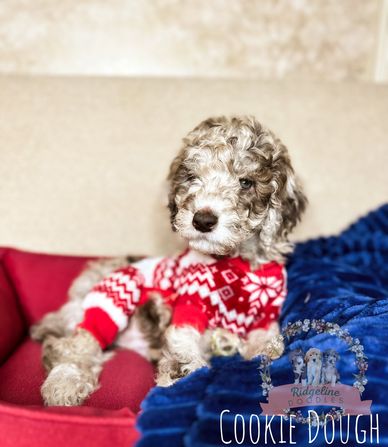 Red Merle Aussiedoodle Puppy
