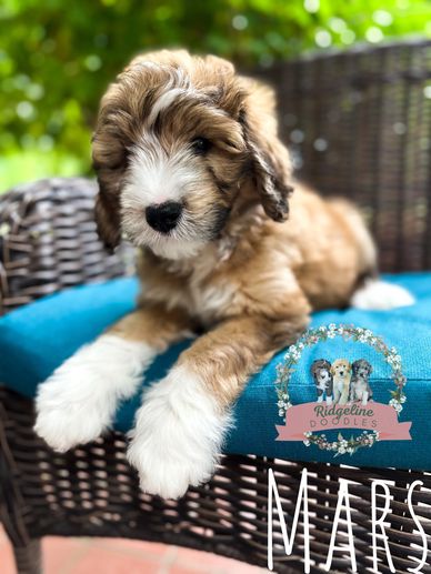 sable aussiedoodle puppy male