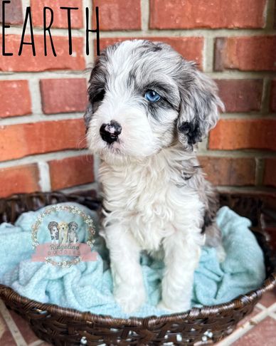 blue merle female aussiedoodle with blue eyes. wavy coat