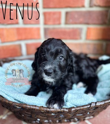 black and white female puppy with wavy hair in front of brick wall laying down