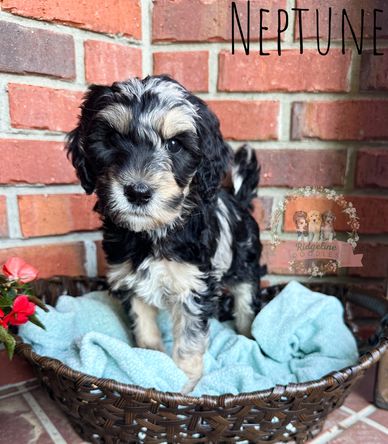 male aussiedoodle puppy for sale blue merle