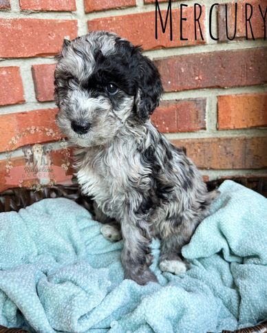 Blue merle male aussiedoodle puppy for sale with curly hair in front of a brick wall.