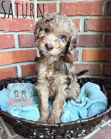 Red merle female aussiedoodle puppy tilting head in front of brick wall outside