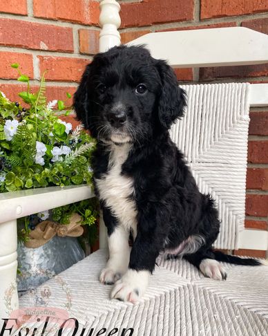 black goldendoodle puppies