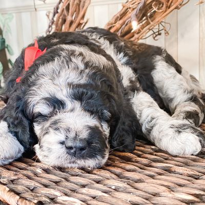 sleeping merle doodle puppy