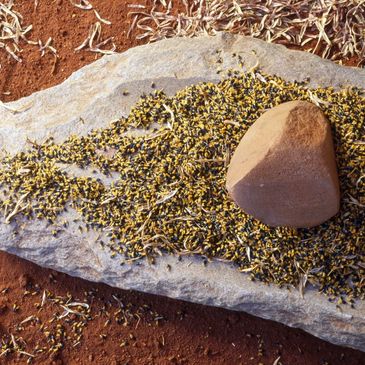 Traditional foods seed grinding