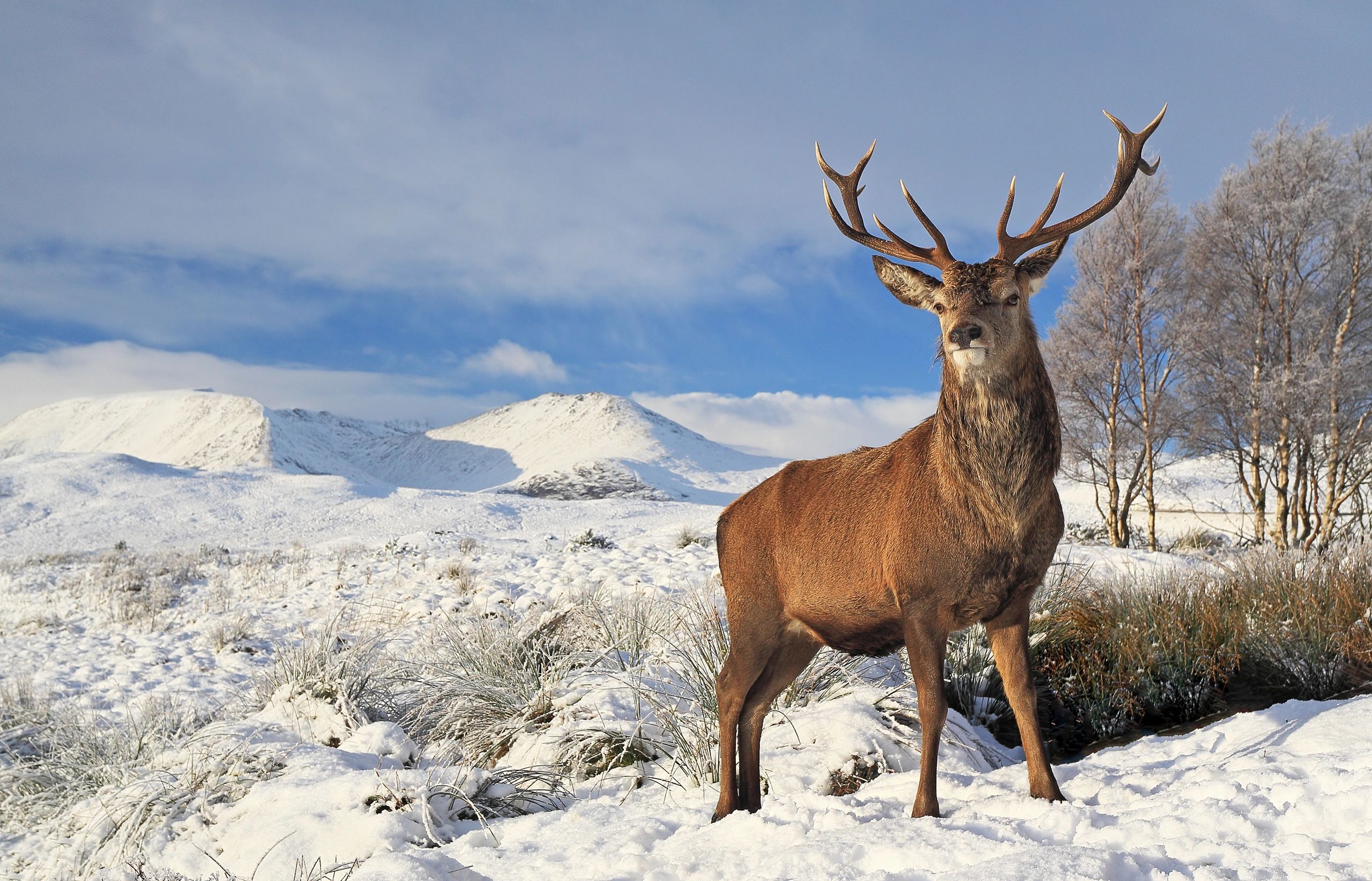 gladedeermanagement.co.uk