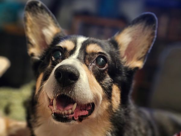 Tri-color corgi