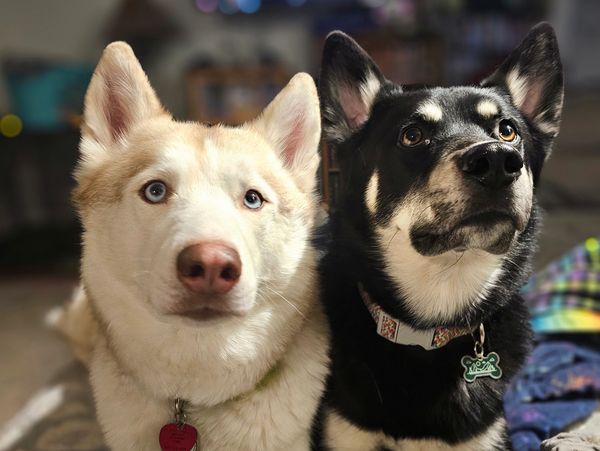 White and tan husky next to a tan and black dog.