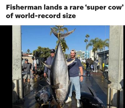 443 LB. YELLOWFIN TUNA  CAUGHT ON THE EXCEL 10 DAY TRIP.