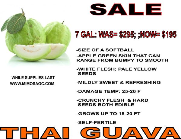 Thai guava sale with descriptions and price drop from $295 to $195.