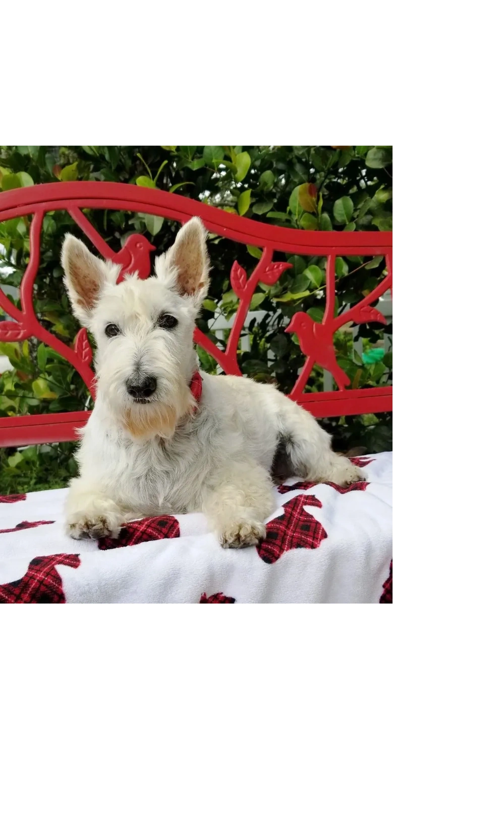 How Much Do Scottish Terriers Cost