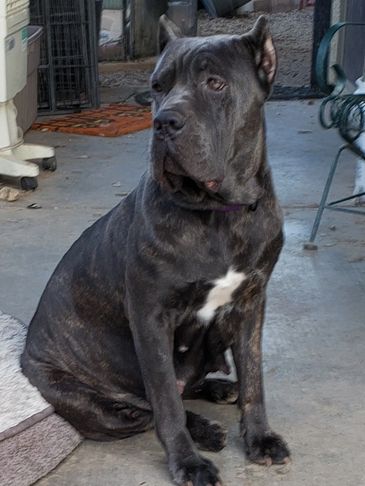 Cane Corso Optimal Size What is the - Outlaw Cane Corsos