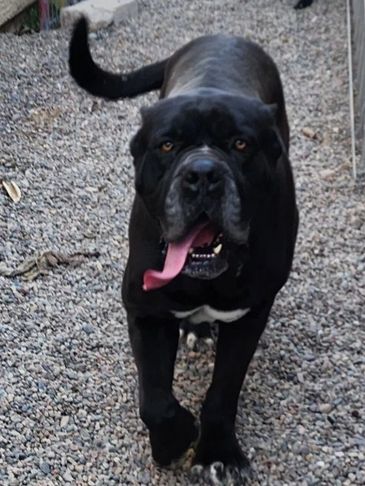 Cane Corso Optimal Size - Outlaw Kennel