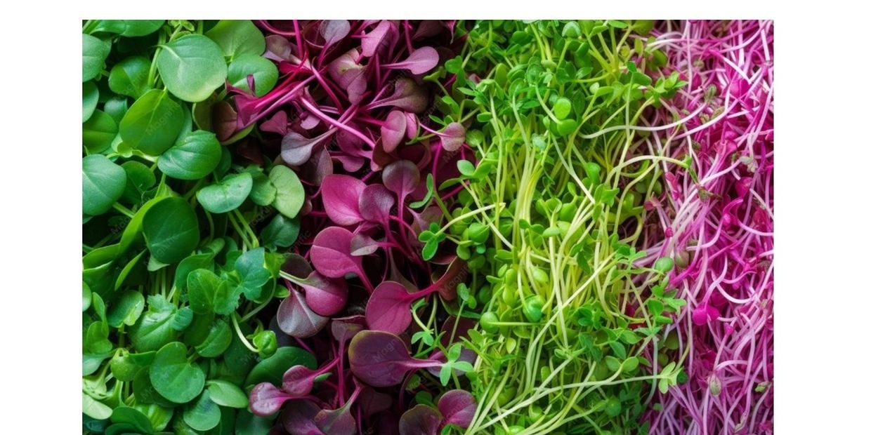 Colorful microgreens in green, purple, and pink hues.