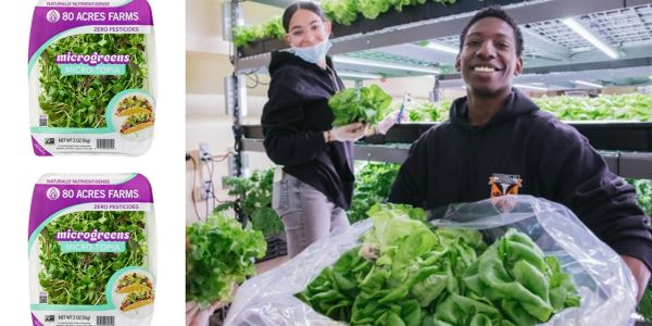 Two people harvesting fresh microgreens indoors.