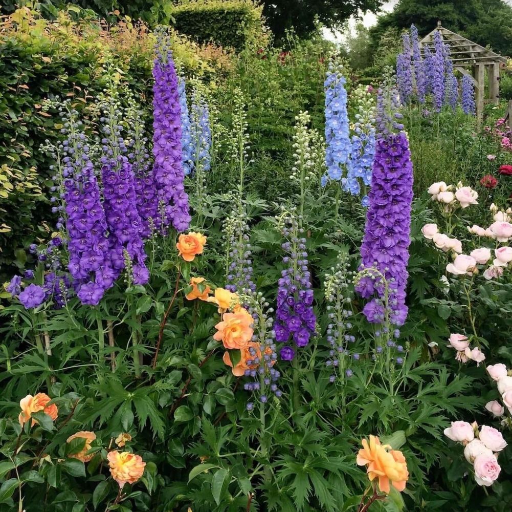 Cottage garden with dark & light purple delphiniums, pink & peach roses. 