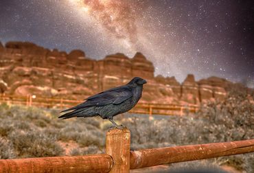 Crow, Wildlife photography, arches national park, Utah, dessert