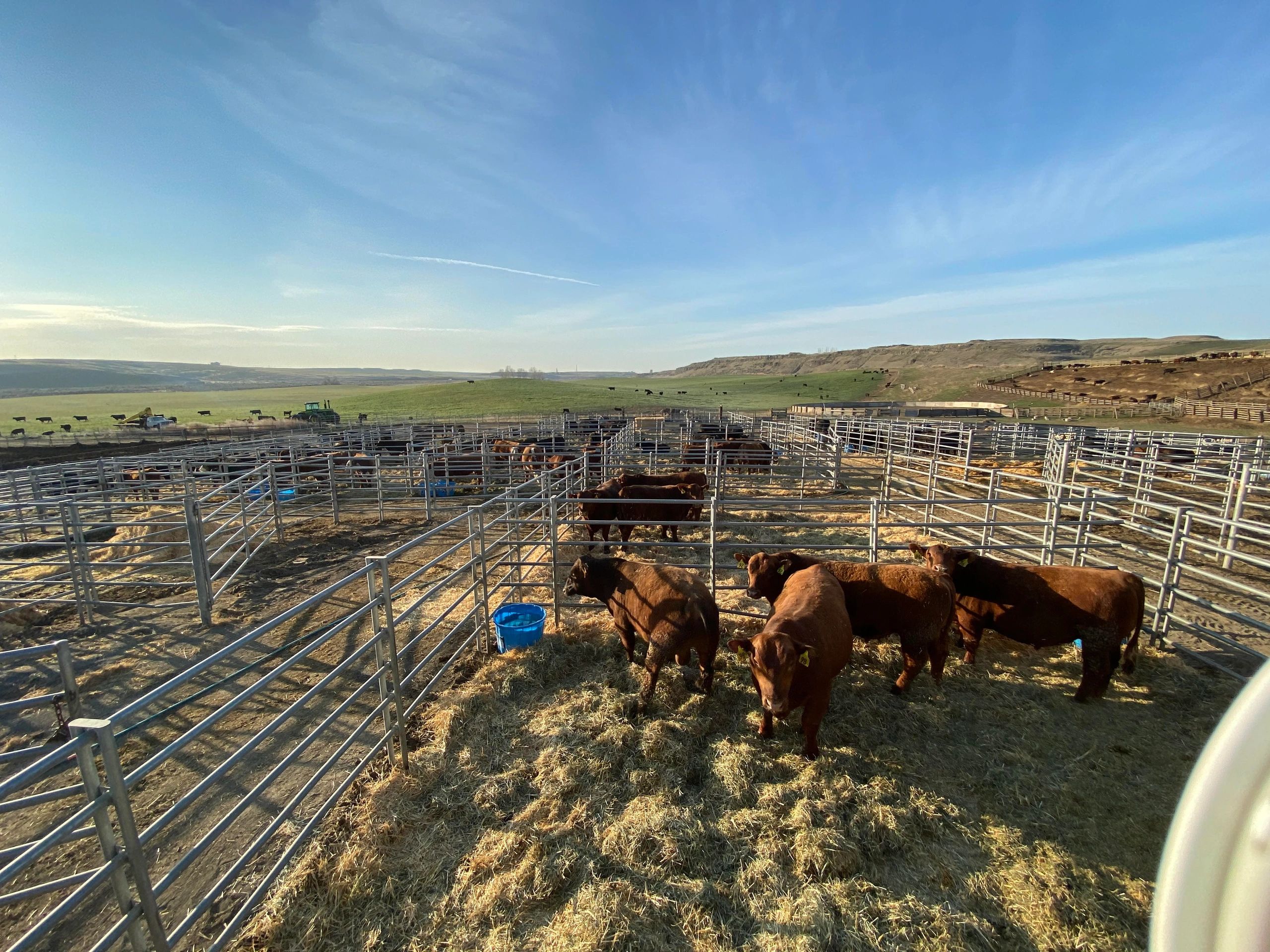 Western Breeders Association LLC