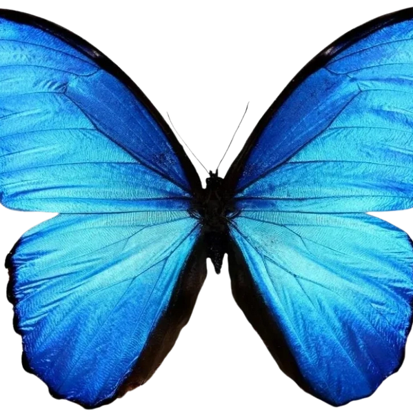 Transform