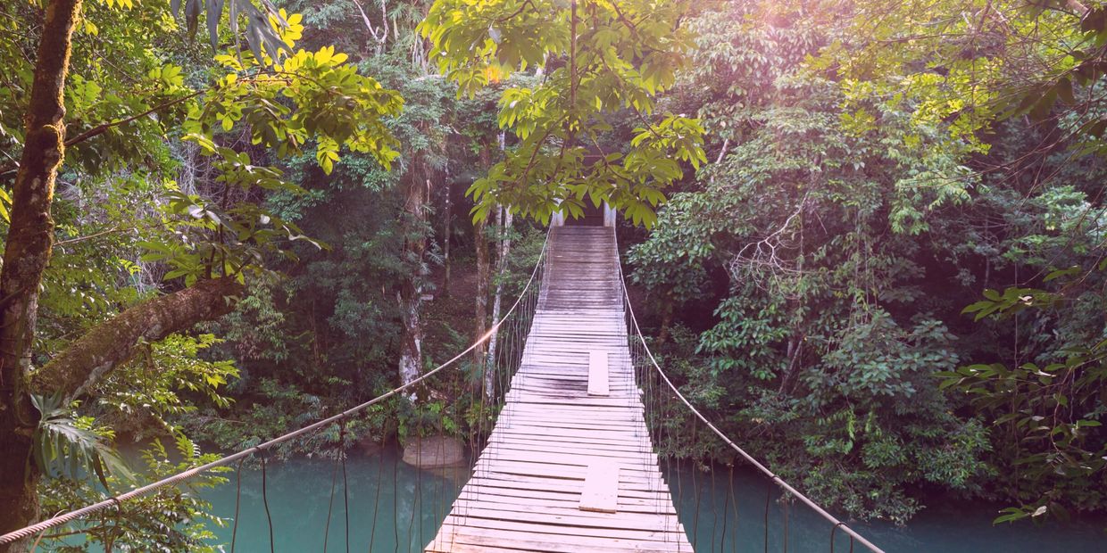 A wooden bridge across water to a green leafy forest