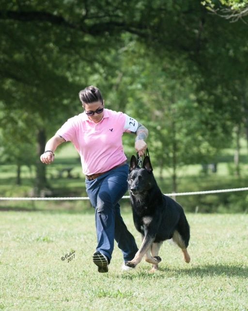 Todorhaus German Shepherds