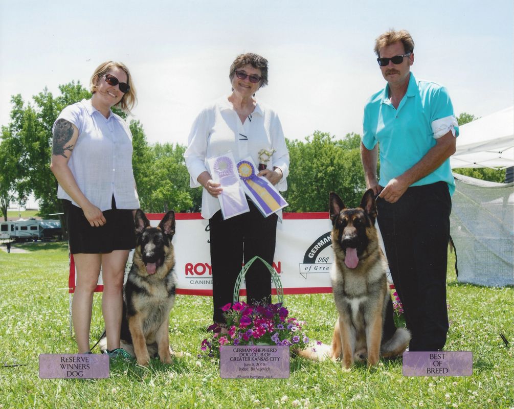 Todorhaus German Shepherds
