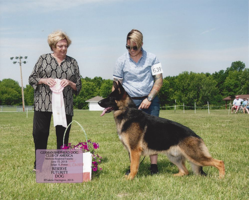 Todorhaus German Shepherds