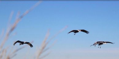 Texas Sandhill Crane birds and decoys