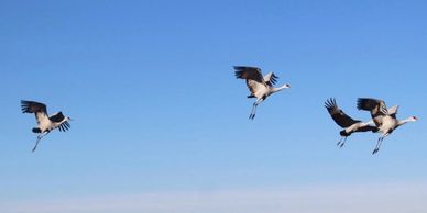 incoming flock Sandhill cranes Texas Crane Hunters