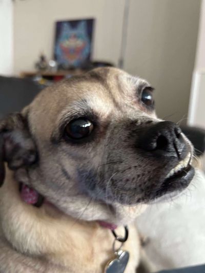 ✨ Meet Magnificent Mackie 🐾❤️

If your idea of happiness is a warm little body curled up beside you