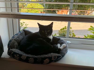 Black and white cat lounging in a cozy bed on a windowsill.