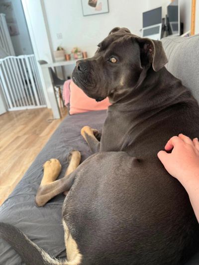 Large black dog resting on a couch looking to the side.