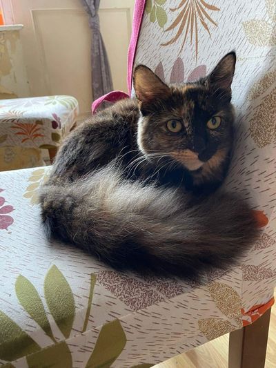 Fluffy tortoiseshell cat curled up on a patterned chair.
