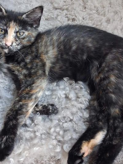 A tortoiseshell cat lounging on a fluffy gray surface.