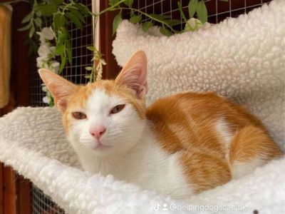 Relaxed orange and white cat resting on a soft white blanket.